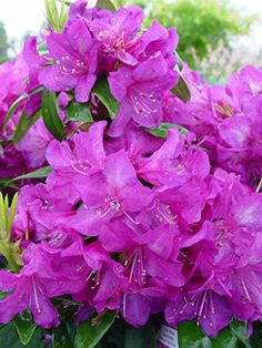 purple flowers with green leaves and water droplets on them