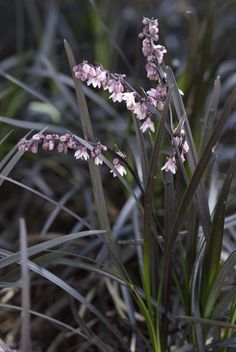 small pink flowers are growing in the grass