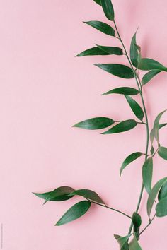 a plant with green leaves on a pink background