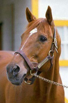 a brown horse wearing a bridle and standing in front of a yellow building