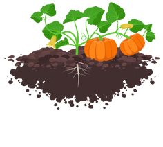 pumpkins growing out of the ground with dirt and sprouts around them on a white background