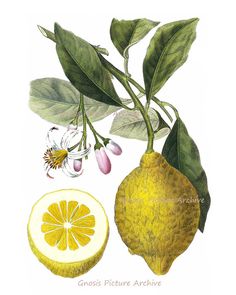 Fruit Prints, Lemon Art, Unframed Wall Art