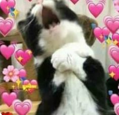 a black and white cat standing on its hind legs in front of pink heart shaped balloons