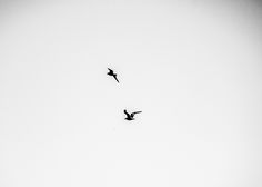 two birds flying in the sky on a cloudy day