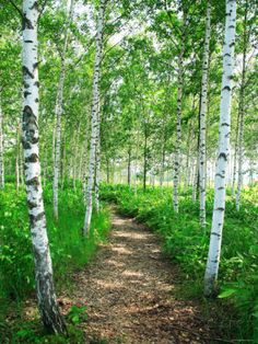 a dirt path in the middle of a forest surrounded by tall white trees and green grass