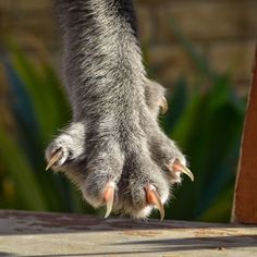 a cat's paws and claws are visible as it stands on a wooden surface