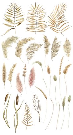 an assortment of different types of plants and leaves on a white background with watercolor effect