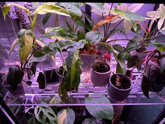 several potted plants are on display in a glass case