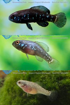 three different types of fish swimming in an aquarium with green algae and moss growing on the bottom