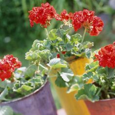 three potted plants with red flowers in them