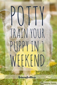 a puppy with a ball in its mouth and the words potty train your puppyin 1 weekend