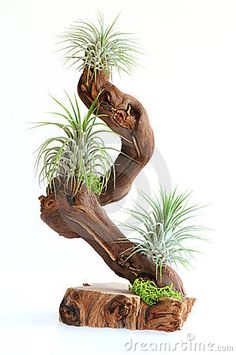 a tree stump with air plants growing out of the top and on it's sides