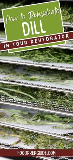 how to dehydraate dill in your refrigerator