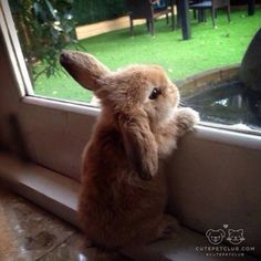 a small rabbit is looking out the window