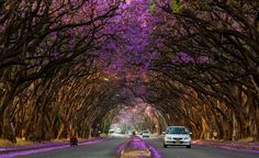 the road is lined with trees that have purple flowers growing on them and one car driving down it