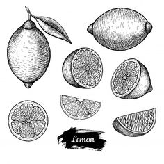 lemons with leaves and slices drawn in ink on white paper, hand drawn illustration