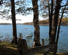 a wooden bench sitting next to trees near the water