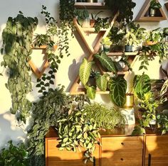 many plants are growing on the wall in front of a dresser with drawers and shelves