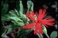 a red flower with green leaves in the foreground and a bee on it's back end