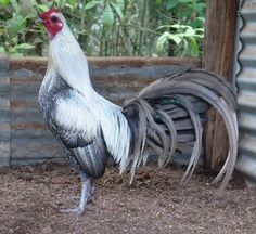 there is a rooster standing in the dirt