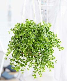 a potted plant hanging from a rope