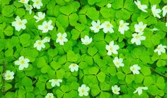 green leaves and white flowers in the grass