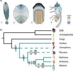 the diagram shows different types of plants and animals