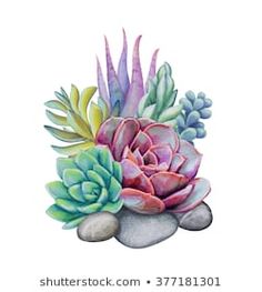 watercolor painting of succulents and rocks on a white background with clipping