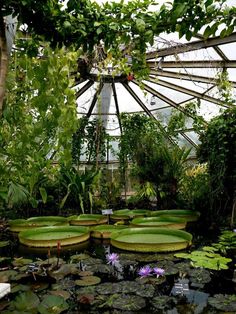 water lilies and lily pads in a pond surrounded by greenery inside a greenhouse