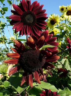 the sunflowers are blooming very nicely in the field