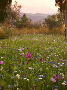 a field full of purple and white flowers