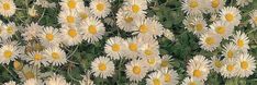 many white flowers with yellow centers in the grass