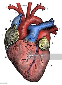 the human heart, vintage medical illustration stock photo