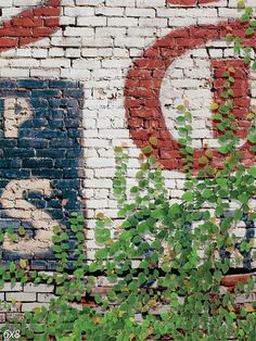 Vintage Brick Wall with Ivy Photography Backdrop - Vintage brick wall photography backdrop with green ivy and faded advertising art. Vintage Brick Wall, Ivy Photography, Bathtub Photography, Sign Photography, Rustic Wedding Photography, Vintage Advertising Art, Stone Photography, Woods Photography, Green Ivy