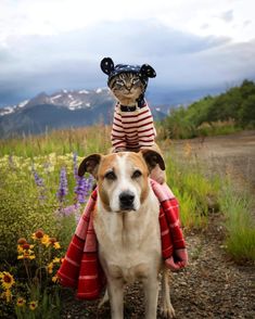 two dogs and a cat sitting on top of each other in front of some flowers