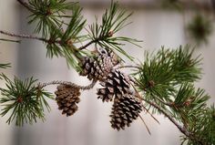 some pine cones are hanging from a tree