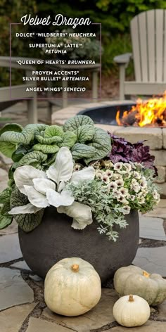 a large potted plant sitting on top of a stone patio next to a fire pit