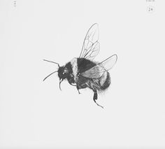 a black and white photo of a bee flying