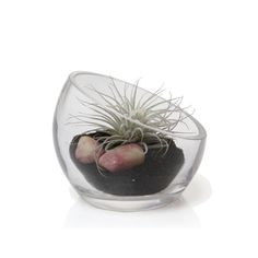 an air plant in a glass vase on a white background