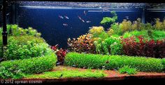 an aquarium filled with lots of different types of plants and fish swimming in the water