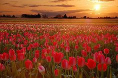 a field full of red tulips with the sun setting in the background