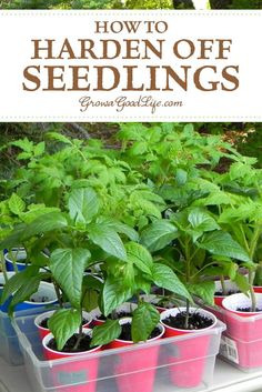 several plastic containers with plants in them and the words how to garden off seedlings