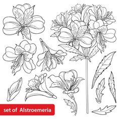 the set of flowers and leaves for coloring on a white background royalty illustration stock illustration