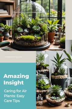 Terrariums with assorted air plants showcased on a wooden table in a well-lit room. Caring For Air Plants, Vertical Garden Pots, Diy Patio Cover, Plant Types, Outdoor Renovation, Air Plants Care, Vertical Garden Wall, Tillandsia Air Plant, Air Plant Terrarium