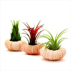 three small air plants in pink and white knitted pots on a white table top