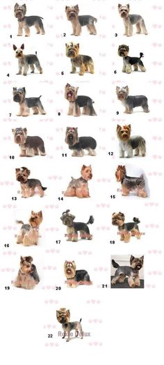 the different breeds of dogs are shown in this chart