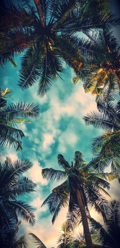 looking up at the sky through palm trees