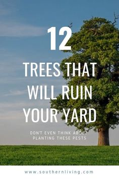 a tree with the words 12 trees that will ruin your yard