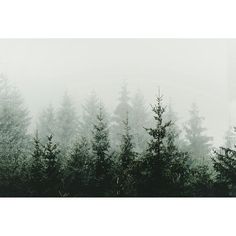 trees in the fog on a cloudy day