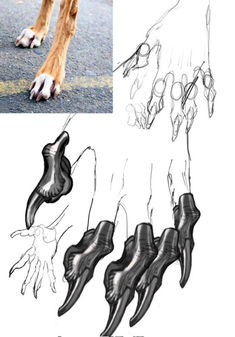 an animal's feet and foot bones are shown in this drawing, which shows how to